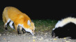 Foxes and skunks getting along in Evergreen (credit: Rob S.)