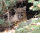 A mountain lion spotted in Boulder (credit: Jeffco Sheriff)
