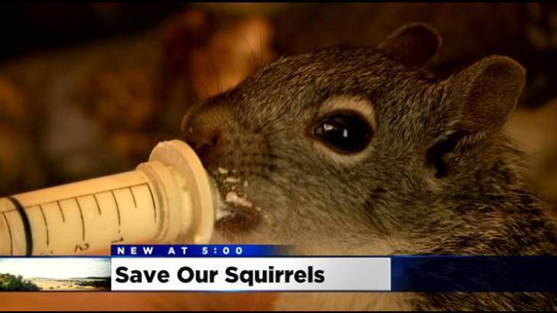 save squirrles