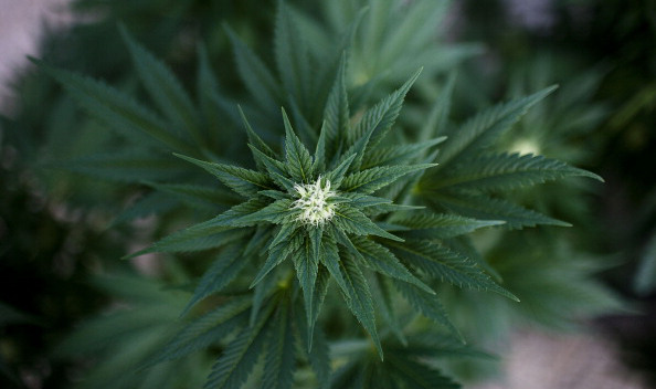 File photo of a marijuana plant. (Photo by Uriel Sinai/Getty Images)