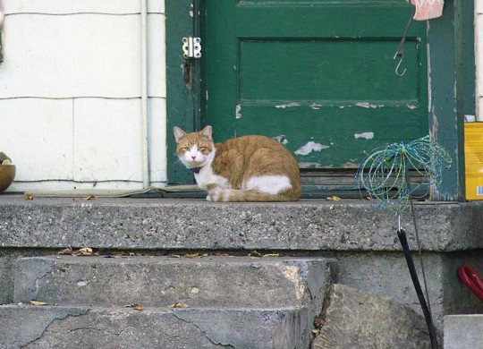 Dozens of abandoned cats still stay close to homes from which the people are gone.