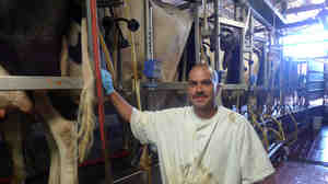 Jose Franco and his colleagues at the Corcoran prison dairy milk about 300 cows a day.