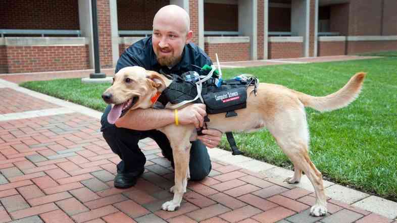 David Roberts says the Cyber-Enhanced Working Dog harness will allow humans to monitor dogs' physical and emotional states remotely, such as in search-and-rescue operations.