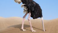 Ostrich with head in sand