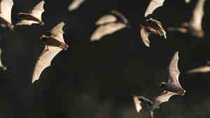 The Bracken Bat Cave outside San Antonio is home to millions of bats. Here, a few of them emerge from the colony in 2011.