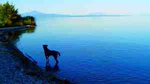 Jean-Luc Godard's dog, Roxy, is prominently featured in Goodbye to Language, wandering through the countryside, conversing with the lake and the river.