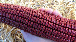 Edgar Meadows has been growing Bloody Butcher corn, an heirloom variety, for generations. The name Bloody Butcher refers to the flecks of red mixed onto the white kernels, like a butcher's apron, Meadows says.