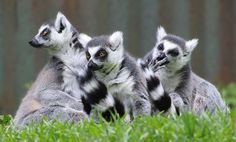 Lemurs Are The World’s Most Threatened Mammal, Study Says