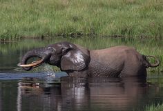 Half Of Congo’s Forest Elephants Killed In Five Years