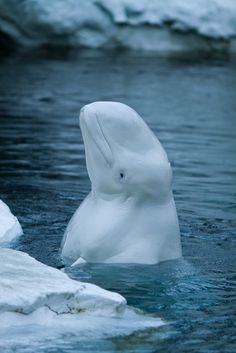 Endangered Beluga Whales Threatened by Oil Exploration in Alaskas Cook Inlet