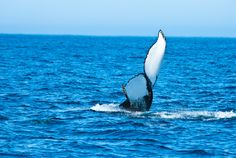 Whales Can Ignore Human Noise