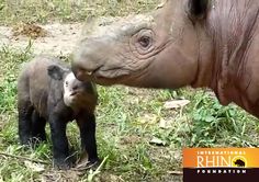 Rhino Crisis Round Up: Sumatran Rhino ‘Ratu’ Gives Birth in Indonesia (Videos!)