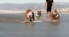 Surfin’ Dog (