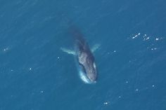 THE LONELIEST WHALE IN THE WORLD !!!! In 2004, The New York Times wrote an article about the loneliest whale in the world. Scientists have been tracking him since 1992 and they discovered the problem:    He isn’t like any other baleen whale. Unlike all other whales, he doesn’t have friends. He doesn’t have a family. He doesn’t belong to any tribe, pack or pod....go to link to read the full story....