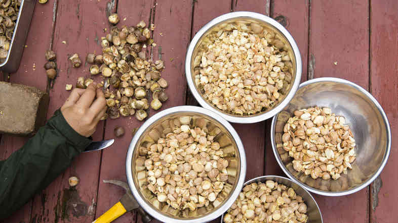 To turn acorns into something edible, you've got to crack the shells, pick out the nut meats, weed out the bad ones, dry them and grind them into meal.