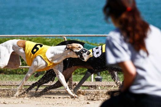 Best Legal GamblingTexas: Gulf Greyhound Park Photo: Michael Paulsen / © 2011 Houston Chronicle