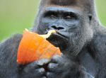 Gorilla Koko enjoys a pumpkin tossed into his habitat at the Detroit Zoo, on Wednesday, Oct. 15, 2014 in Detroit.  The zoo's inhabitants were given pumpkins and other seasonal munchies to eat, play with, tear apart, roll around in and smash. The goal is to stimulate the natural behaviors of the animals.