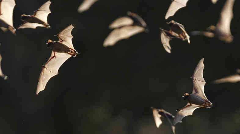 The Bracken Bat Cave outside San Antonio is home to millions of bats. Here, a few of them emerge from the colony in 2011.