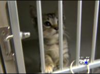 City of Dallas proposes budget cuts for Animal Services. (credit: CBSDFW.com)