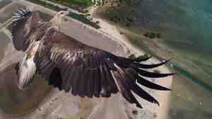 An eagle flies over Bali's Barat National Park, in this award-winning image taken by a camera attached to a drone.