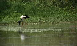 black-necked-stork_Blair-250