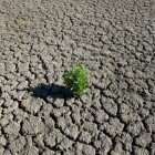 A weed grows out of the dry cracked bed of O.C. Fisher Lake in July. The drought has taken a severe toll on Texas' lakes and rivers.