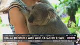 Koalas to cuddle with world leaders at G20