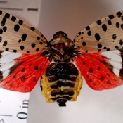 An adult spotted lanternfly is seen, its wings spread to show a colorful hind wing. The invasive pest has sparked a quarantine in Pennsylvania.