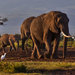 Tanzania has lost thousands of elephants to ivory poachers.