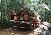 Deforestation in the Amazon results in net losses for microbial communities, international team reports