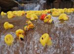 Over a 1,000 rubber ducks are raced in front of  Anadarko's corporate headquarters.