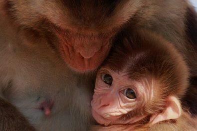 A nursing rhesus macaque monkey with its mother.