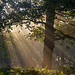 Autumn Morning, Richmond Park