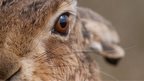 Brown Hare. Copyright Elliot Hook