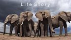 Life Story logo - Low angle of elephant herd (c) Anup Shah