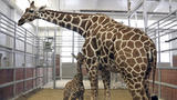 Baby Giraffe's Name Decided by Vote