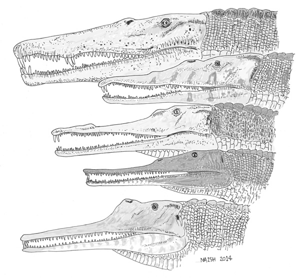 Some representative phytosaur portraits. Top to bottom: Smilosuchus, xxxxx. Image by Darren Naish: available on merchandise at the Tet Zoo Redbubble shop!