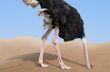 Ostrich with head in sand