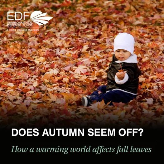 Photo: Because of climate change, fall foliage displays will have less color and quality by the end of this century. 

Read more: http://www.washingtonpost.com/posteverything/wp/2014/10/22/climate-change-could-ruin-leaf-peeping-for-us/ 

Image credit: Allan Henderson via Flickr