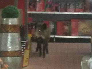 Wild Boar Runs Amok in German Hardware Store