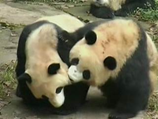 Giant Pandas Play, Delighting Onlookers