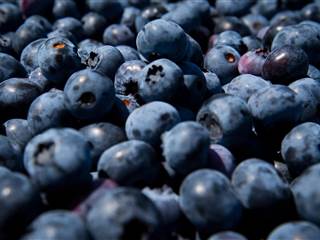 Antibiotics Suspected in Girl's Allergic Reaction to Blueberry Pie