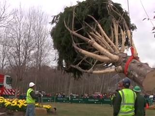 Rockefeller Center Christmas Tree is Harvested in Pa.