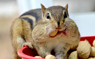 These chubby squirrels appear to be squirreling away one too many nuts for winter as they stuff their tiny faces. Photographer Pandrea Dax took the photos in her garden in Illinois.