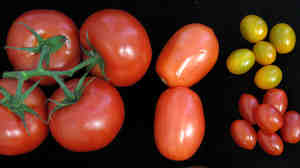 Researchers at Cold Spring Harbor Laboratory say their new genetic toolkit to improve tomato yield without compromising flavor can be used in all varieties, from plum to cherry.