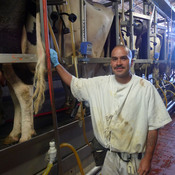 Jose Franco and his colleagues at the Corcoran prison dairy milk about 300 cows a day.