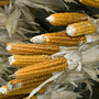 The heirloom corn variety has only eight rows of kernels and hence, its name: New England Eight Row Flint.