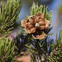 Pine nuts aren't farmed; they're harvested from forests. The nuts are hidden inside the cones of certain species of pine, such as this pinyon in Utah's Fishlake National Forest.
