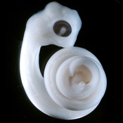 A python embryo turns its leg cells into a pair of penises. Researchers now believe that signals from the embryonic gut trigger the development of the penis in many different species.