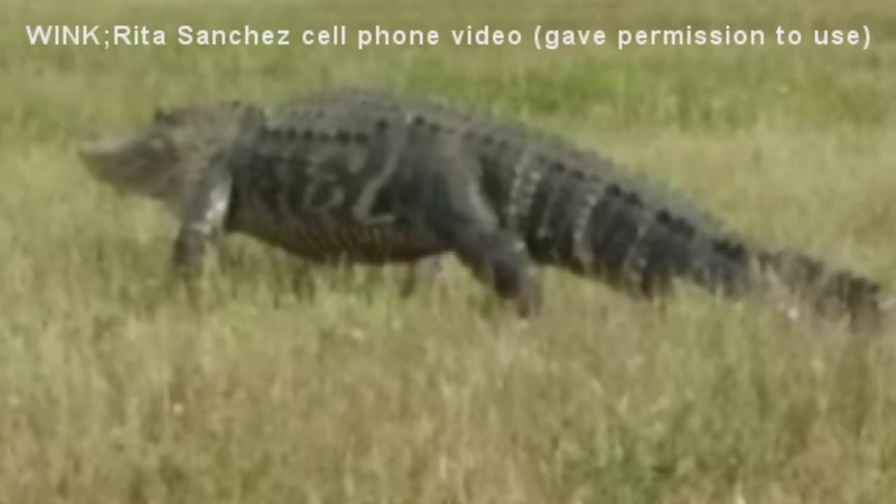 Huge gator out for a stroll in Florida neighborhood